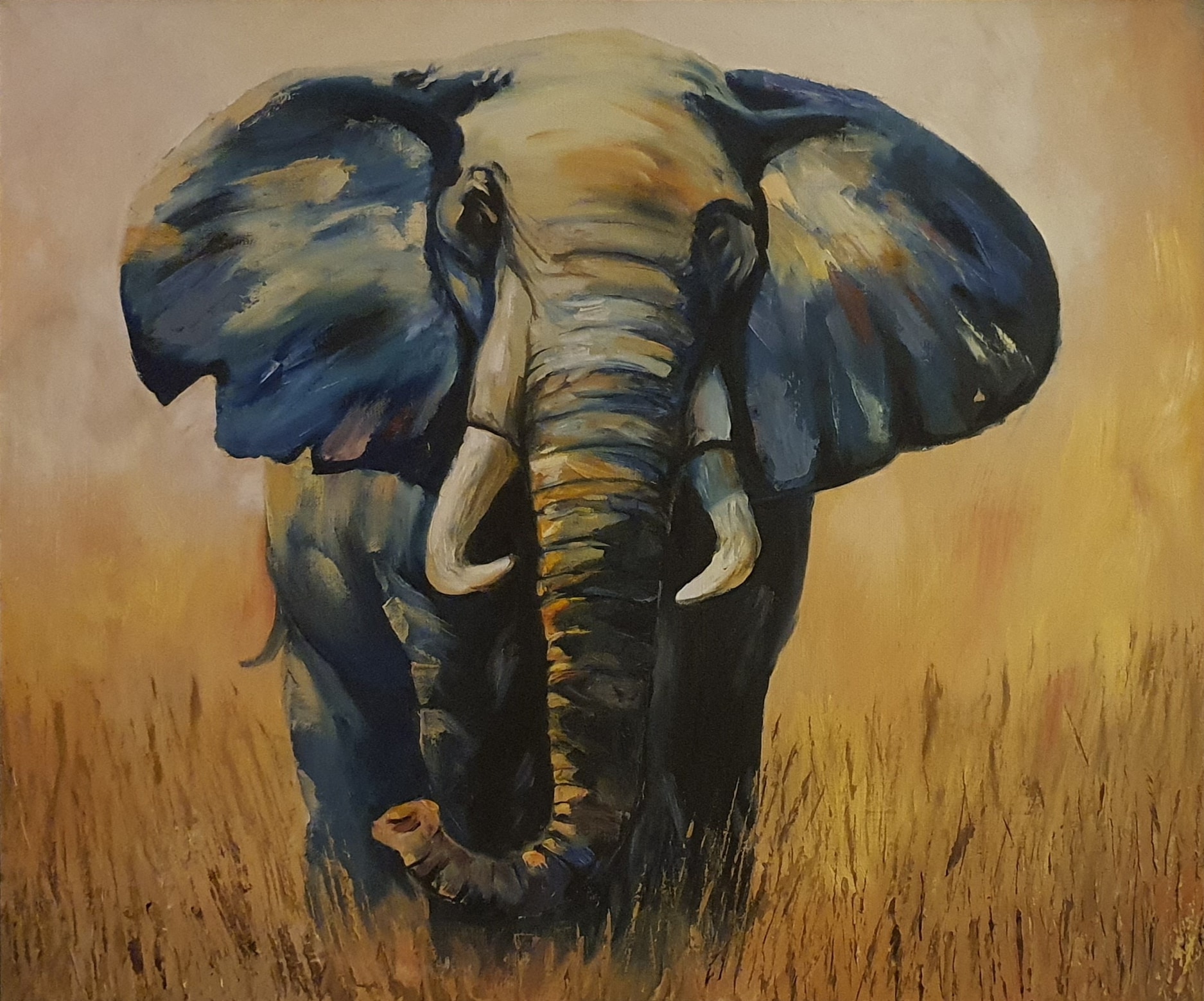 A front-facing elephant amid golden grass, with broad blue ears, pale tusks and a curled trunk.